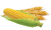Zboże kukurydza